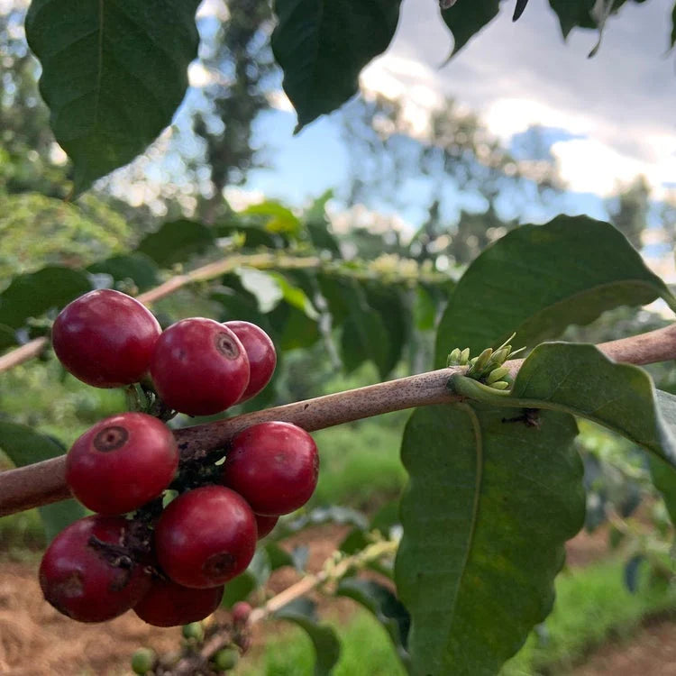 Kenya - Kirinyaga County, Central Kenya