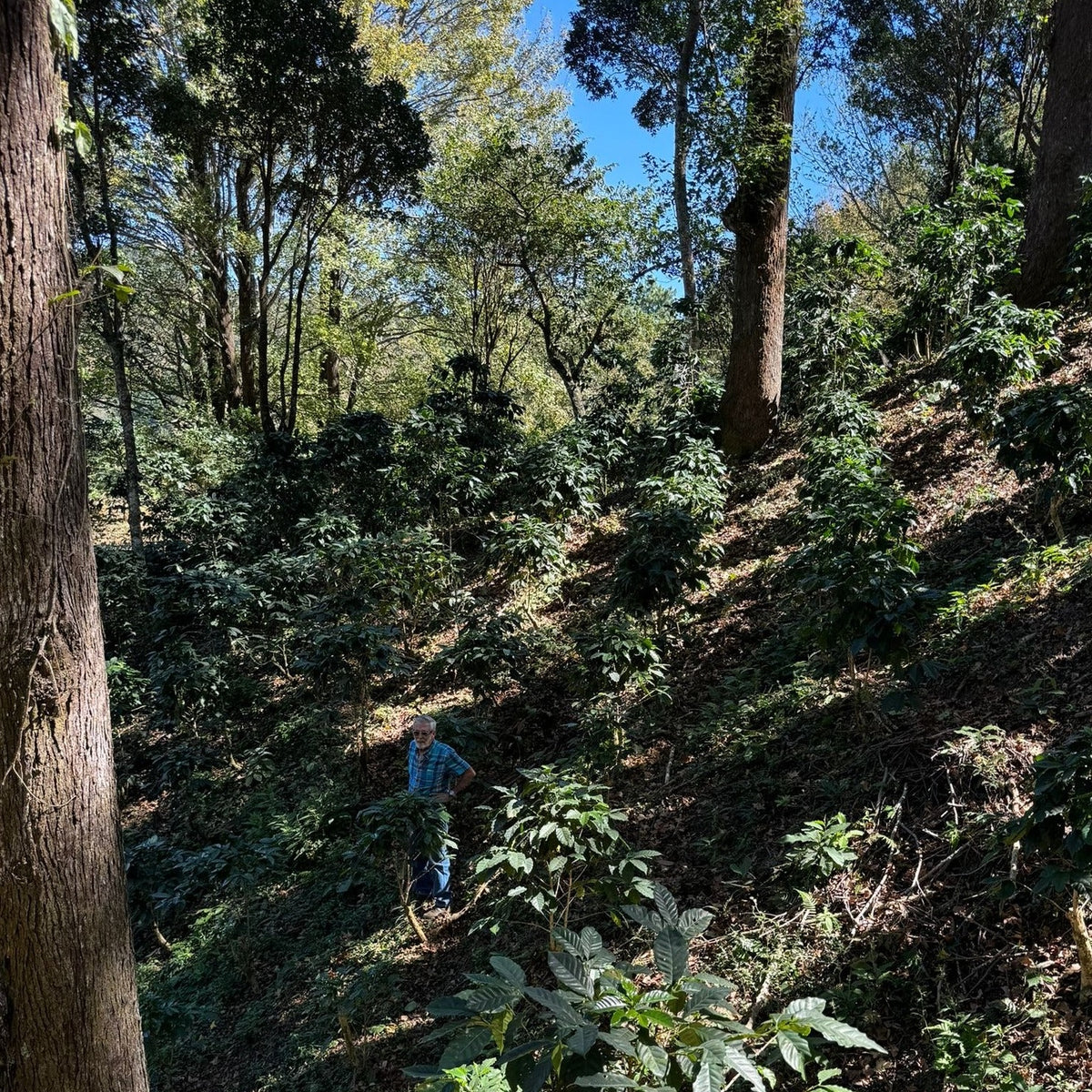 El Salvador -Las Ranas