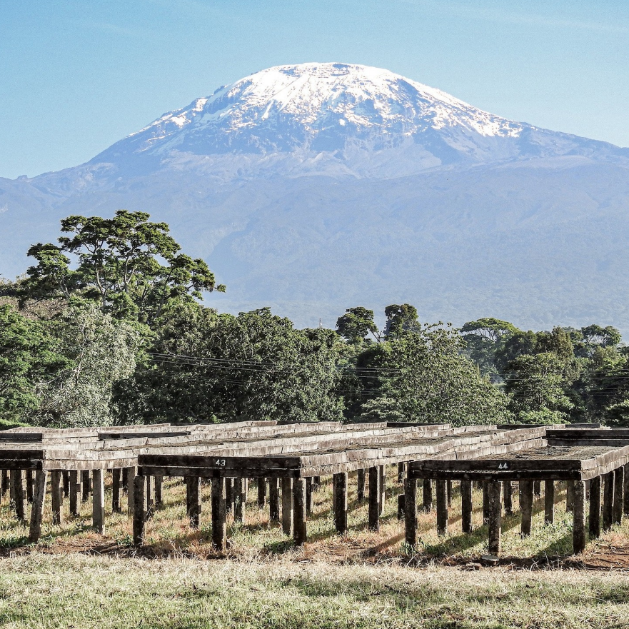 Tanzania - Kilimanjaro Estate | Peaberry | Rainforest Alliance