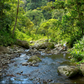 Costa Rica - Turrialba | Rainforest Alliance