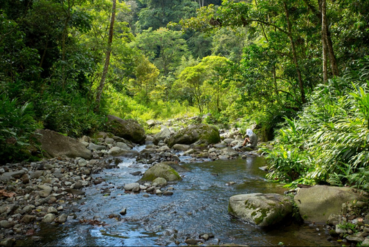 Costa Rica - Turrialba | Peaberry | Rainforest Alliance